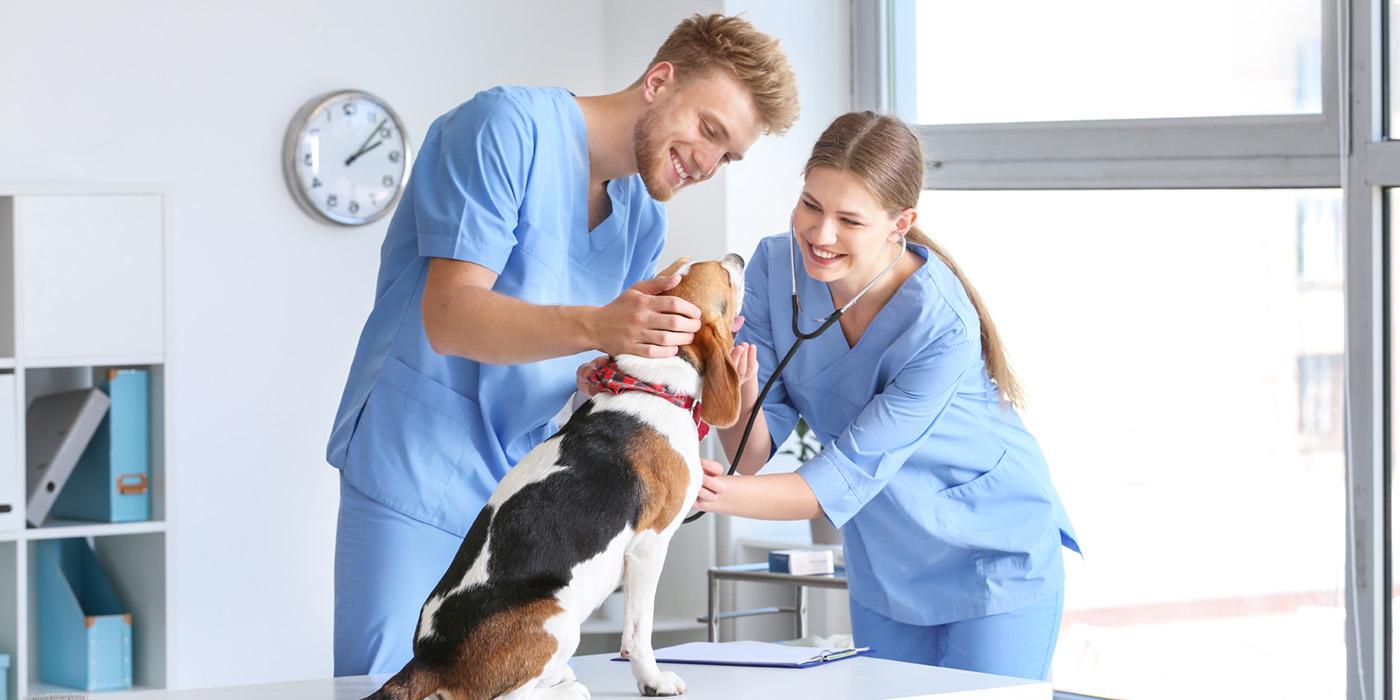 Two Vet assistants working with a dog